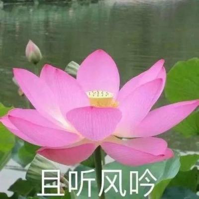 平谷大华山镇“甜桃王”擂台赛开赛